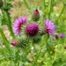 등동1리 이미지