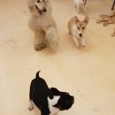 해피치 애견카페 이미지