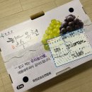 아빠청포도 | 선물용 과일 추천 _ 충북 옥천 아빠청포도 망고 포도 샤인머스켓 솔직 후기
