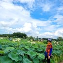 종만농장 | [경기 시흥] 관곡지 연꽃테마파크 연꽃 구경했어요.