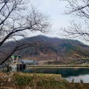 만천천길 | 울동네 벗꽃 명소를 돌아서 (250412)