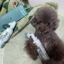 그린펫클럽 이미지