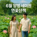 6월 양평 세미원 연꽃 산책 후기! 초록 연잎 따라 걷는 감성 여름 여행