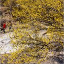 도화2리 09-16 | 구례 가볼 만한 곳 3월꽃구경 명소 구례 산수유마을 · 산수유축제 3월 국내 여행지추천 구례여행 후기