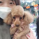 댕묭실 | [댕묭실] 부산 덕천 구포 애견미용, 개나 사람이나 털빨인 것..! 구포애견미용 가위컷 후기