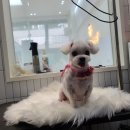 정샘 동물병원 이미지