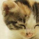 천년학이 우렁먹는날 이미지