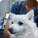 위즈펫동물병원 | 강아지 십자인대 수술 암컷 스피치 후기