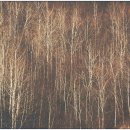 [참고] 자작나무 숲 가을 풍경 들 이미지