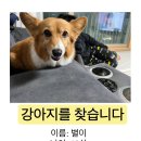 강아지를 찾습니다 이미지