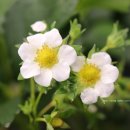 상명농장 이미지