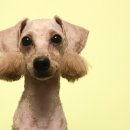 쿨독펫샵 이미지