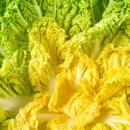 조은세상영농조합법인 | 6시내고향 진도 봄동 조은세상영농조합법인 위치 및 구매처 정보