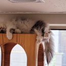 고양이의 봄, 묘랑묘랑 이미지