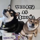 본 건강몰 | 강아지유산균 추천｜모두 보울라디 맥스 꾸준히 먹여본 장 건강 관리 후기