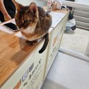 냥린이네 이미지