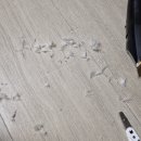 복실강아지 | 내돈내산 네코이찌 고양이 발톱깎이 : 강아지에게 사용한 첫 후기
