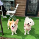 기억할개 이미지