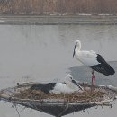 서산버드랜드, 황새 부부 3년 연속 번식 성공 알려(태안타임즈) 이미지