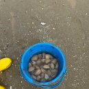 11650-5-57-4 | 신두57캠핑장 d구역 타프존 6 2박3일 후기 해루질 조개 잡기 신두리 사구센터 아이들과 후기 2일차