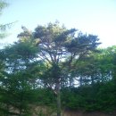 아홉사리로 이미지