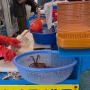 터미널,남경막국수 본점, 오징어난전,칠성조선소, 속초중앙시장_신기루상점,인생네컷,감자전, 만석닭강정)
