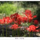 [성남] 신구대학식물원 "꽃무릇축제" 이미지