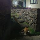 스테이 협재10길 이미지