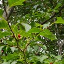 꽃과나무 이미지