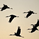 재두루미(white-naped crane) 천연기념물 제203호 이미지