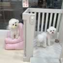 트리몽 이미지