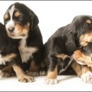 Otter(오터) 이미지