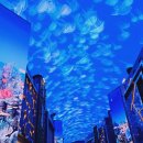 미디어아트<오로라를 이미지