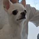 우장산동물의료센터 네이버블로그