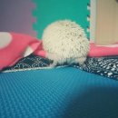 쿄오오늘 | <고슴도치 키우기> 뽕실뽕실 노엘이 궁딩딩♥