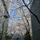 농업기술센터 | 청주 4월 벚꽃명소 농업기술센터 딸기축제 후기