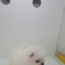 천지추 애견샵 이미지