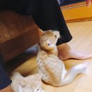 누네띠네헤어 이미지