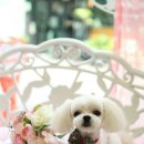 패션그루머 이미지