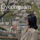 백리벚꽃길 | [경남여행] 벚꽃명소 경남 합천 백리벚꽃길 후기 (feat. 서산휴게소)