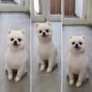 솔리스텔라