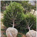 서호농산 이미지