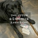 모두케어 | 우리 강아지 심장때문에 시작한 케어사이드 모두헤파카디오 후기