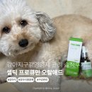 셀틱 프로큐민 오랄애드 반려동물영양제로 시작한 강아지구강영양제 관리 솔직후기