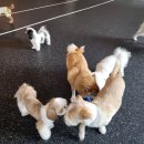 아름켄넬 이미지