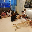 해피치 애견카페 이미지