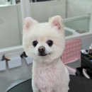 도담애견 이미지