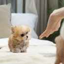 디자인독 이미지