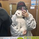 멍냥펫살롱 이미지