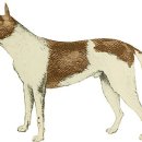 도그도감 이미지